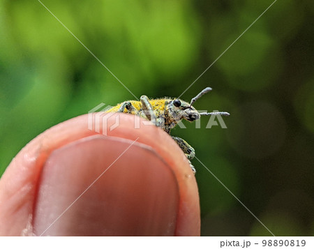 Yellow Weevil on a someone finger. Weevil, a tiny beetle that does enormous damage to growing plants and stored grains. 98890819