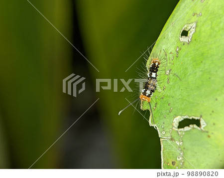 Caterpillars on a green leaf. Caterpillars are the larval stage of members of the order Lepidoptera. Caterpillars on a green leaf. Caterpillars are the larval stage of members of the order Lepidoptera. 98890820