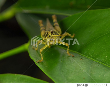 Grasshoppers are a group of insects belonging to the suborder Caelifera. 98890821