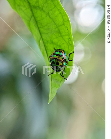 Scutelleridae is a family of true bugs. They are commonly known as jewel bugs or metallic shield bugs due to their often brilliant coloration. 98890834