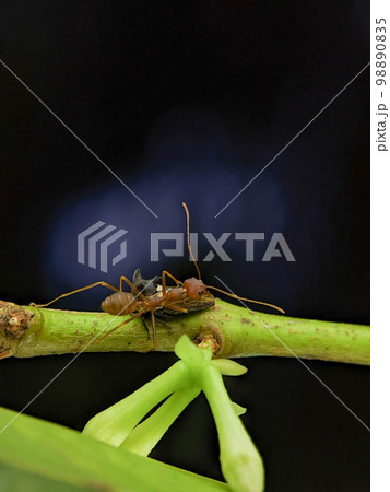 Closeup Treehopper and insect on a green branch 98890835