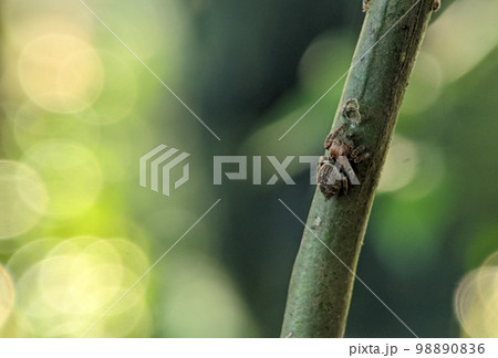 Araneus ventricosus is a species of spiders in the family orb weavers. Araneus ventricosus is a species of spiders in the family orb weavers. 98890836