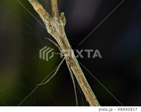 Tmarus spider on a wooden branch. Tmarus spider is a genus of crab spiders 98890837