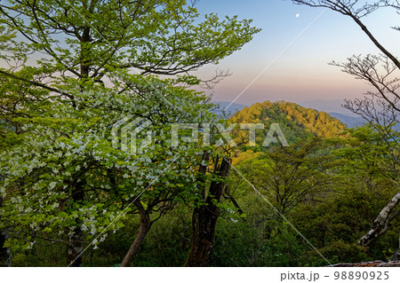 シロヤシオツツジ咲く丹沢山地・檜洞丸稜線から見る朝焼けの石棚山 シロヤシオツツジ咲く丹沢山地・檜洞丸稜線から見る朝焼けの石棚山 98890925