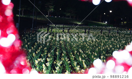 花と光のムーブメント/葛西臨海公園の水仙、ライトアップが綺麗 花と光のムーブメント/葛西臨海公園の水仙、ライトアップが綺麗 98891216