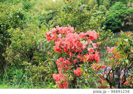 美しく真っ赤なツツジの花 美しく真っ赤なツツジの花 98891256
