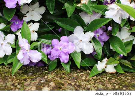 紫色と白色の可愛いニオイバンマツリの花びら 98891258