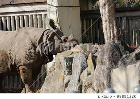 ゾウに次ぐ大きさのインドザイ ゾウに次ぐ大きさのインドザイ 98891320