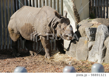 ゾウに次ぐ大きさのインドザイ ゾウに次ぐ大きさのインドザイ 98891321