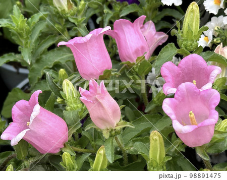 Garden flower Canterbury bells (lat.- Campanula medium) 98891475