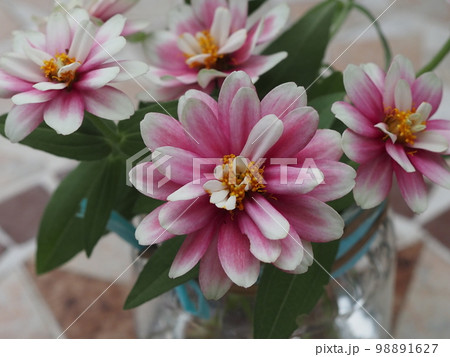 ピンク色のジニアの花びら ピンク色のジニアの花びら 98891627