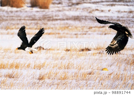 2羽のオオワシ　親鳥と幼鳥　北海道 98891744