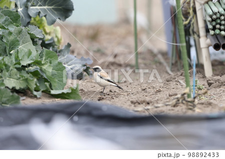 サバクヒタキ サバクヒタキ 98892433