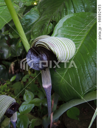 ムサシアブミの花 学名 :Arisaema ringens ムサシアブミの花 学名 :Arisaema ringens 98892455