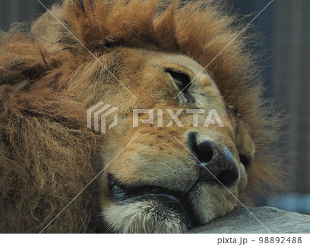うつろなライオン 98892488