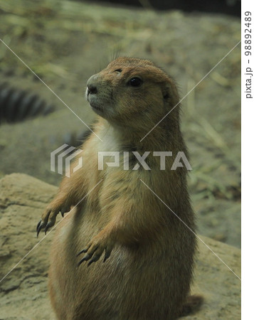 向う傷のあるミーアキャット 向う傷のあるミーアキャット 98892489