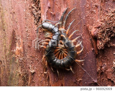 樹皮下で越冬していたオオムカデの一種 樹皮下で越冬していたオオムカデの一種 98892669