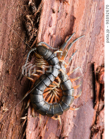 樹皮下で越冬していたオオムカデの一種 98892670