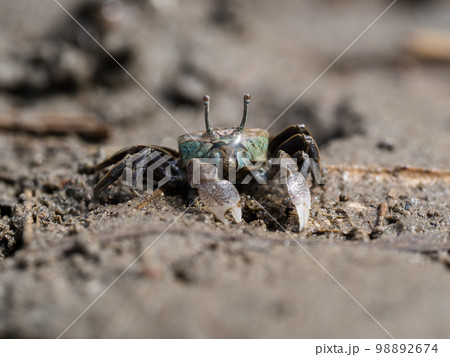 チゴガニ 98892674