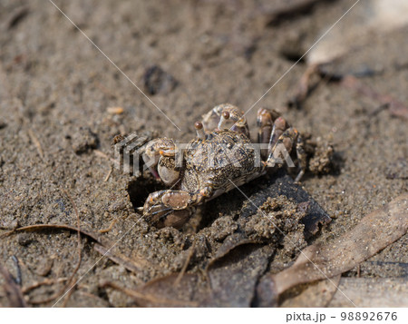 コメツキガニ 98892676