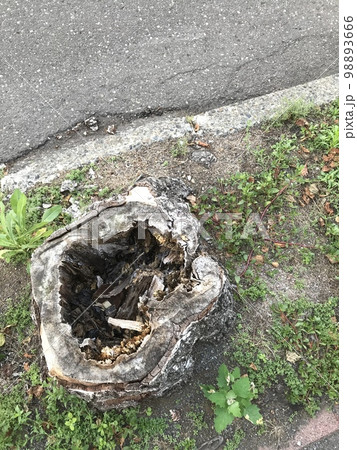 街路樹の屍と道 街路樹の屍と道 98893666
