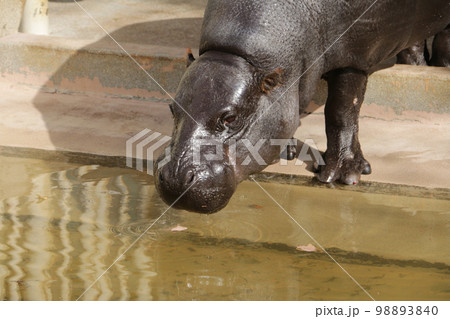 世界三大珍獣の一つコビトカバ 世界三大珍獣の一つコビトカバ 98893840