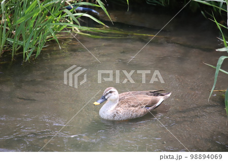 水辺に佇むカルガモ 水辺に佇むカルガモ 98894069