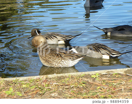 稲毛海浜公園浜の池の冬の渡り鳥オナガガモ 稲毛海浜公園浜の池の冬の渡り鳥オナガガモ 98894359