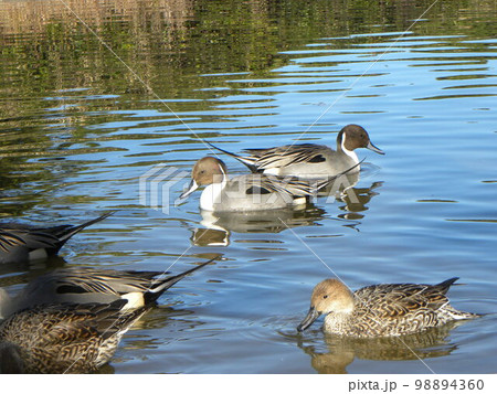 稲毛海浜公園浜の池の冬の渡り鳥オナガガモ 98894360
