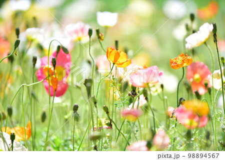 色とりどりのポピー畑 オールドレンズ 色とりどりのポピー畑 オールドレンズ 98894567