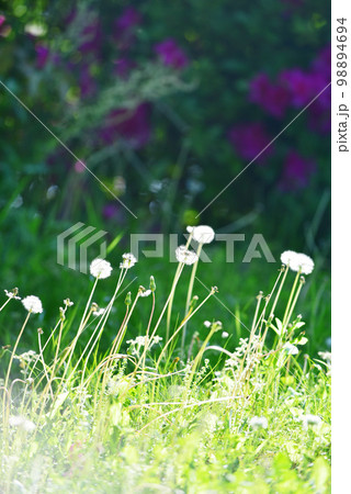 暖かな陽に当たる綿毛　オールドレンズ 98894694