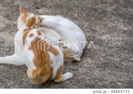 戯れ~2匹の猫~ 戯れ~2匹の猫~ 98894735