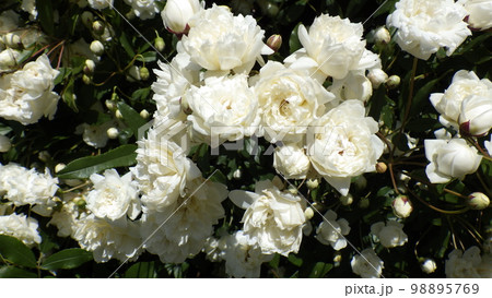 春の日差しを浴びて咲き誇る八重の白いサザンカ 98895769