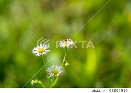 雨あがりの水滴が残った白い花と小さな花虻 雨あがりの水滴が残った白い花と小さな花虻 98895910