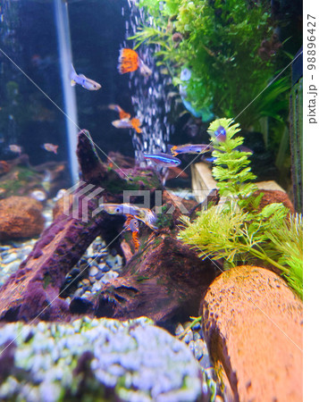 熱帯魚水槽 98896427