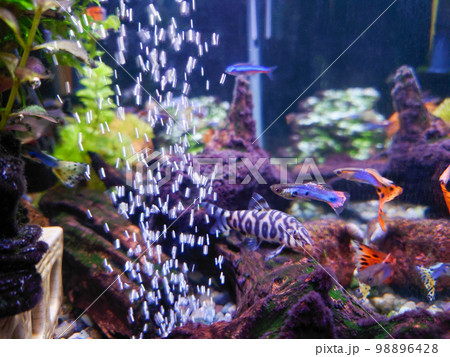 熱帯魚水槽 98896428