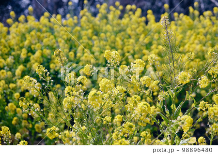 菜の花畑（春） 98896480