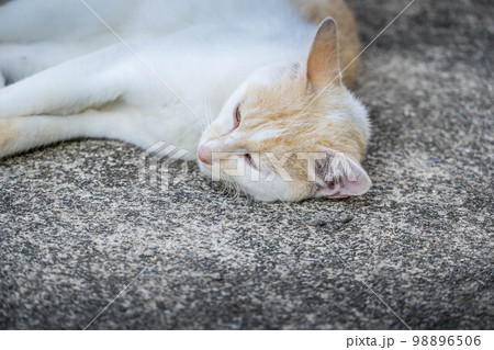 たそがれる猫~又はまどろみ~ たそがれる猫~又はまどろみ~ 98896506