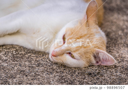 たそがれる猫~又はまどろみ~ たそがれる猫~又はまどろみ~ 98896507