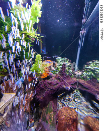 熱帯魚水槽 熱帯魚水槽 98896848