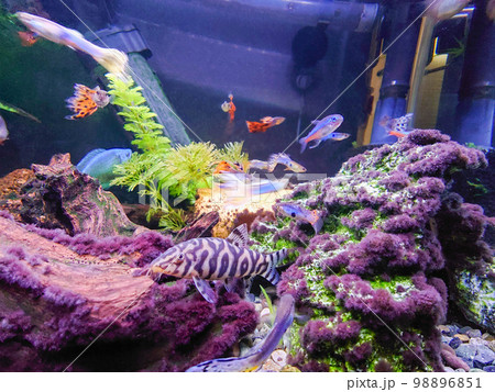 熱帯魚水槽 98896851