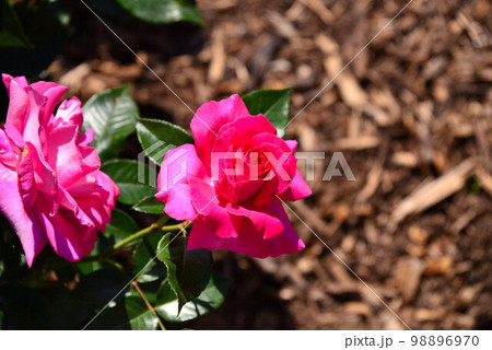 島田　ばらの丘公園のバラ 98896970