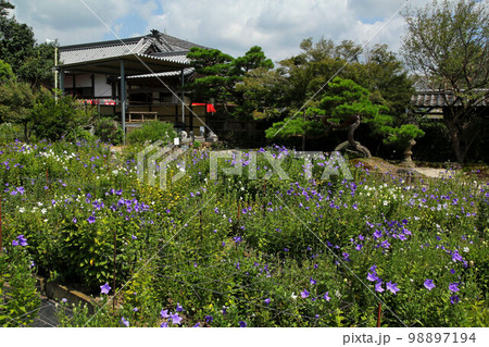 森町　香勝寺のキキョウ 98897194