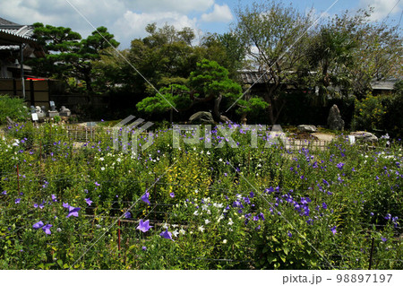 森町　香勝寺のキキョウ 98897197