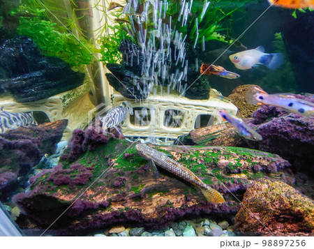 熱帯魚水槽 熱帯魚水槽 98897256