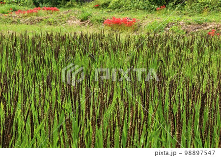 ゆずの里毛呂山町の棚田に実った黒い稲穂の古代米と彼岸花が彩る風景 98897547