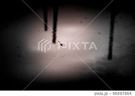 御池を周回する鬼蜻蜓 98897864