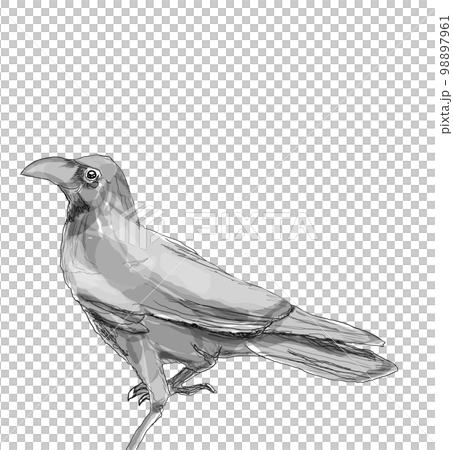 Crow  98897961