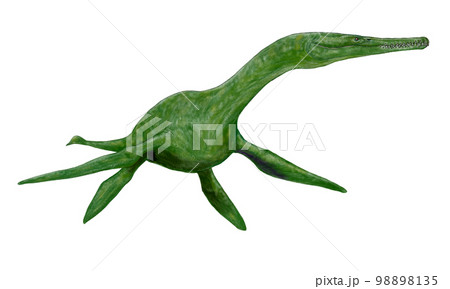 マクロプラタ　小型だが危険な捕食者 98898135