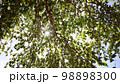 Looking at the sun through a green tree in forest. Sun shines through leaves. 98898300
